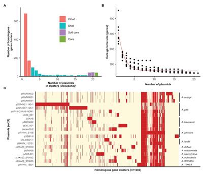 A Novel Family of Acinetobacter Mega-Plasmids Are Disseminating Multi-Drug Resistance Across the Globe While Acquiring Location-Specific Accessory Genes